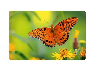 Kabatas kalendārs, divpusējs, Nr.8, 60x92mm