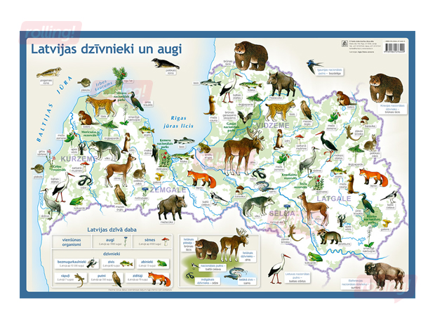 Galda segums, 59 x 40 cm, Latvijas zvēri un dzīvnieki