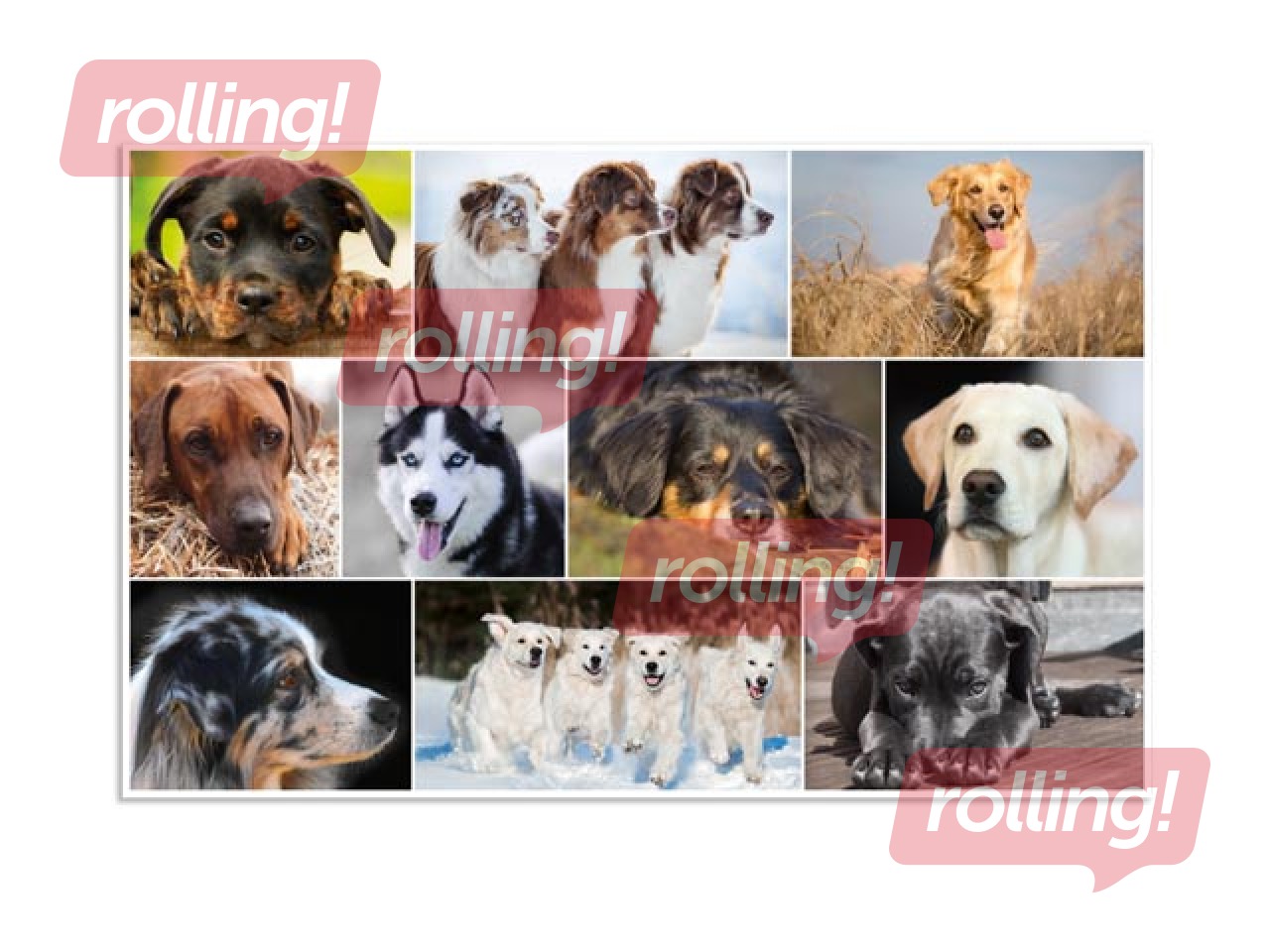 Galda segums ar dzīvnieku attēliem, 55x35cm