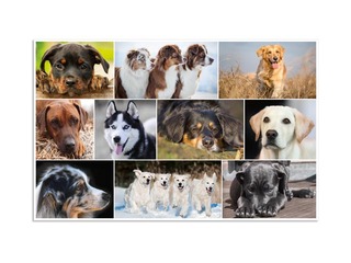 Galda segums ar dzīvnieku attēliem, 55x35cm