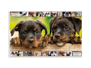 Galda segums ar dzīvnieku attēliem, 55x35cm