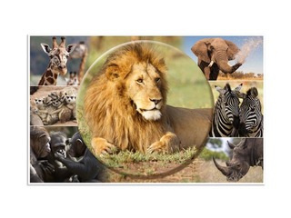 Galda segums ar dzīvnieku attēliem, 55x35cm