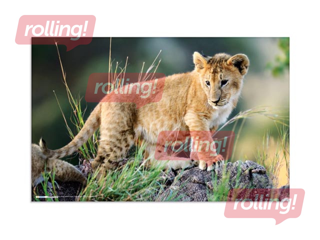 Galda segums ar dzīvnieku attēliem, 55x35cm