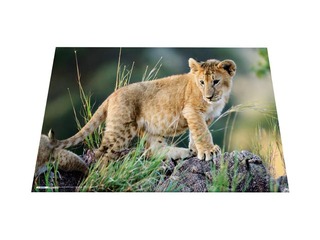 Galda segums ar dzīvnieku attēliem, 55x35cm