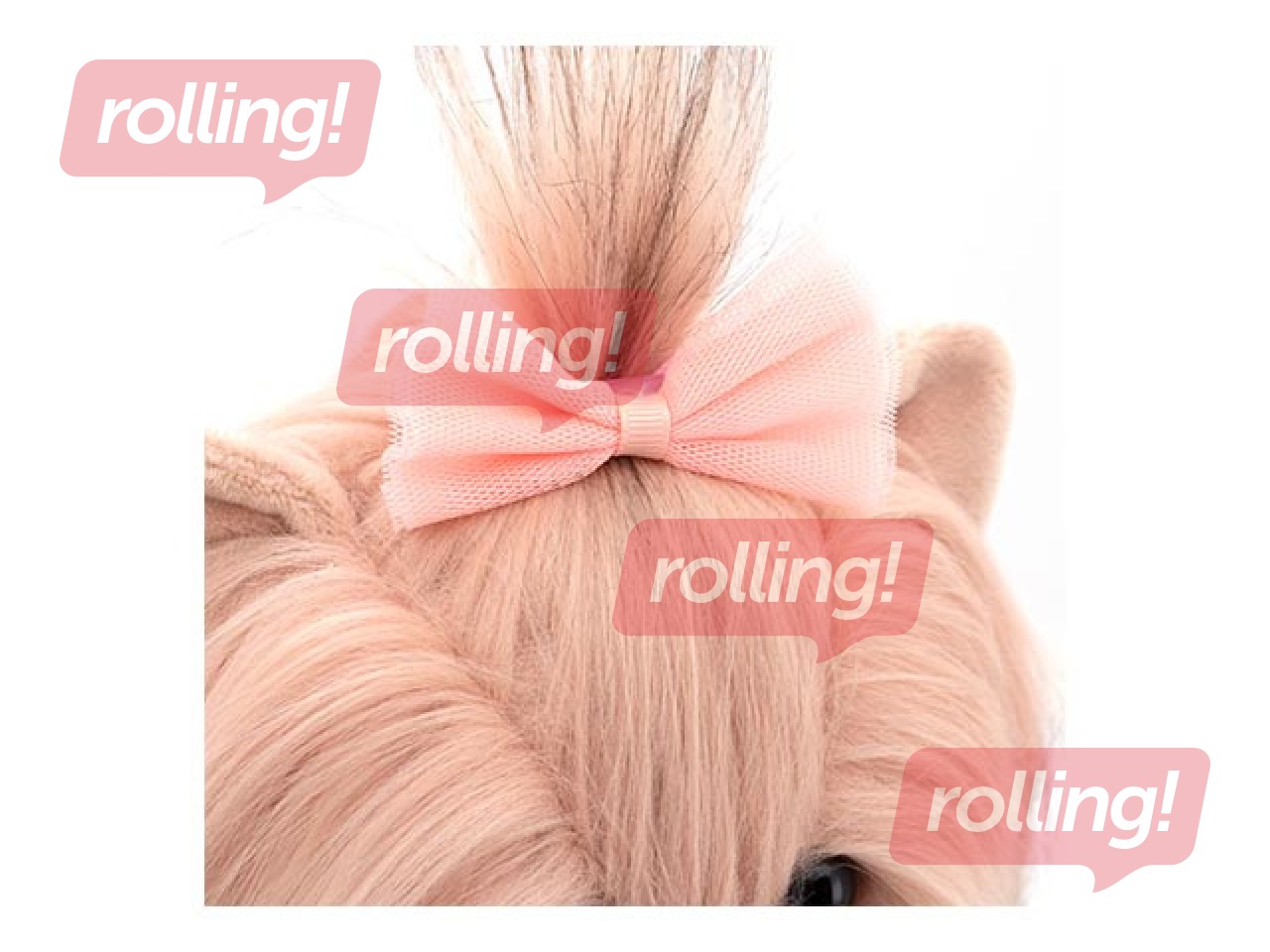 Suns Lucky Yoyo, Tea Rose, 25 cm