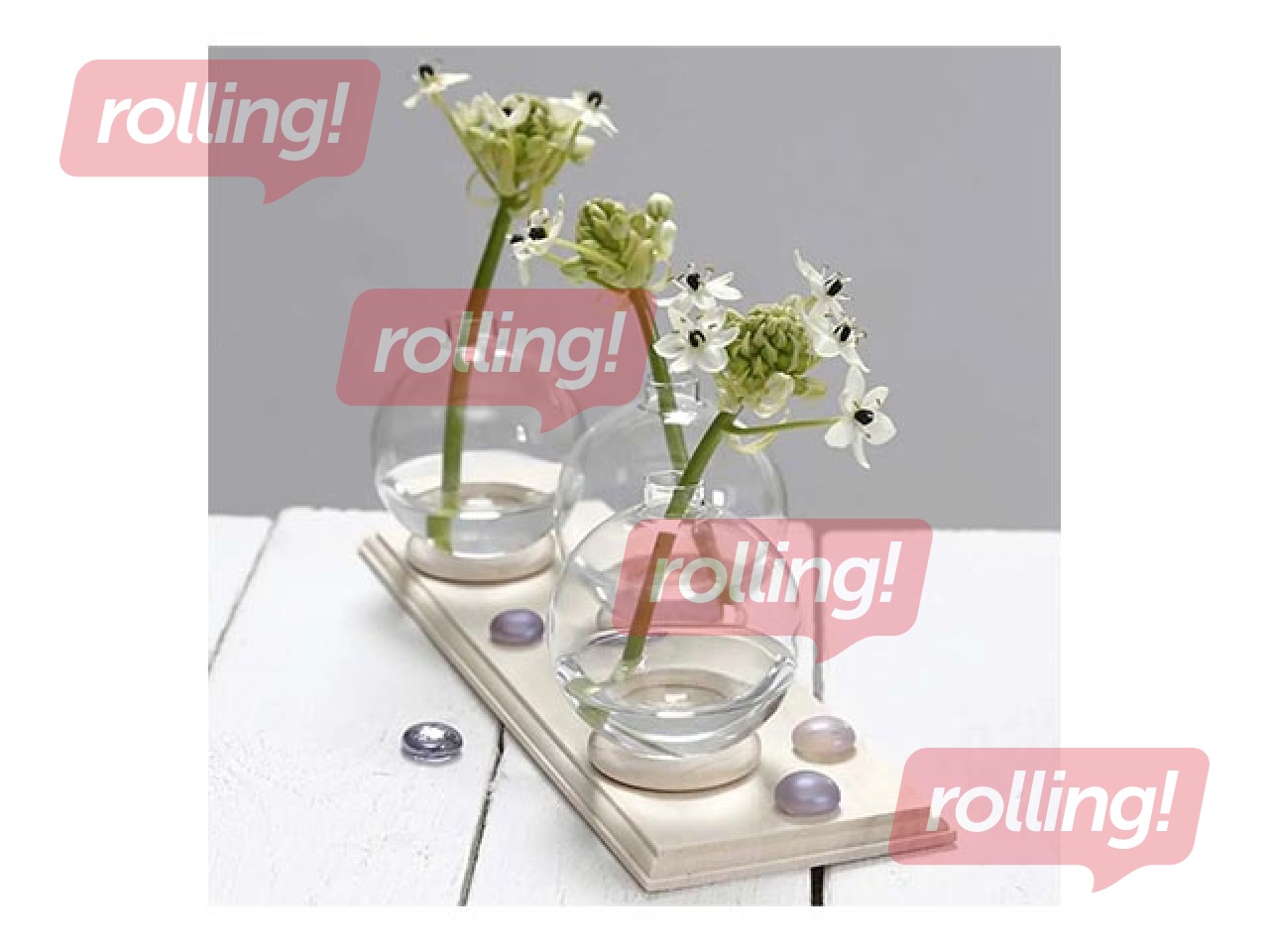 Koka riņķītis, ⌀ 55mm, biezums 37mm, 6 gab.