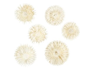 Kaltētas puķu galviņas, 6 gab.