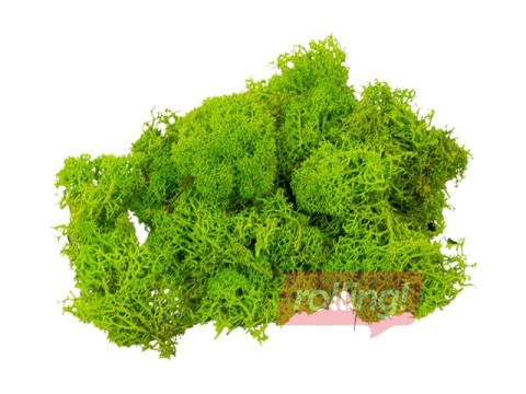 Stabilizētas sūnas, 300g, gaiši zaļas