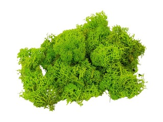 Stabilizētas sūnas, 300g, gaiši zaļas