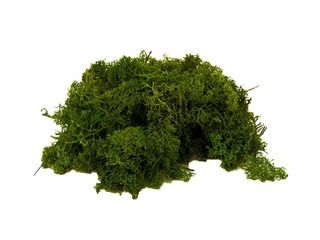 Stabilizētas sūnas, 300g, tumši zaļas