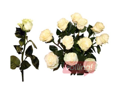 Roze 70 cm, balta, 1 gab. (piegāde tikai Rīgā un Rīgas rajonā)