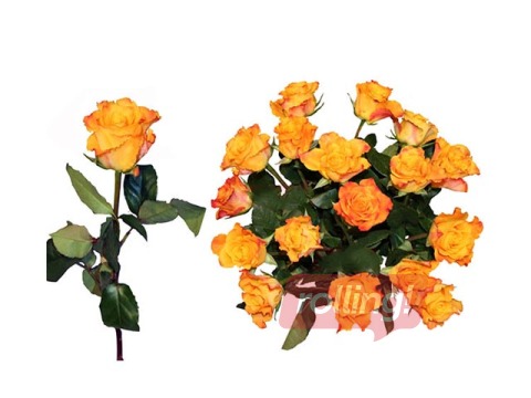 Roze 50 cm, dzeltena, 1 gab. (piegāde tikai Rīgā un Rīgas rajonā)