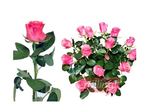 Roze 50 cm, rozā, 1gab. (piegāde tikai Rīgā un Rīgas rajonā)