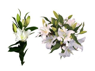 Lilija 70 cm, balta, 1 gab. (piegāde tikai Rīgā un Rīgas rajonā)