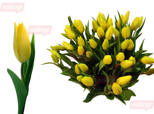 Tulpes 40-50 cm, dzeltenas, 1 gab.