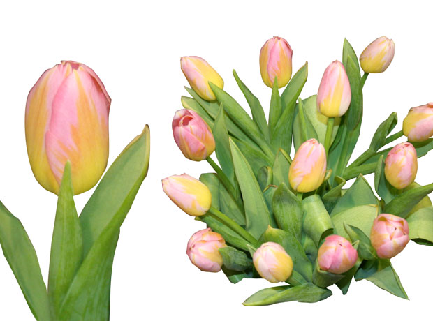 Tulpes 40-50 cm, rozā, 1 gab.