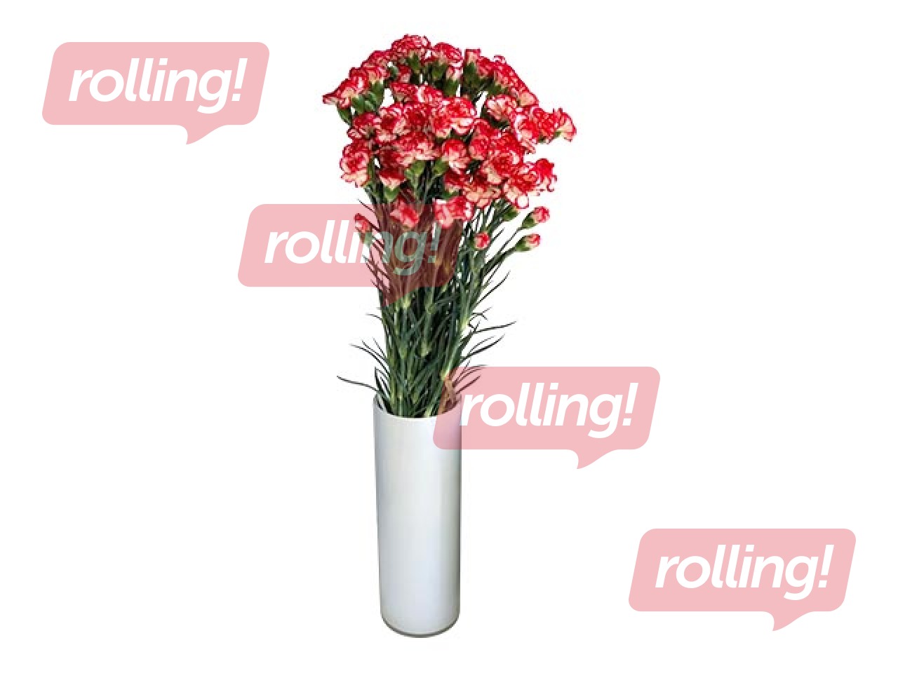 Neļķes Minuetto, 60cm, 19 gab.