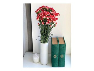 Neļķes Minuetto, 60cm, 19 gab.