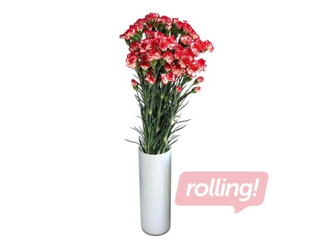 Neļķes Minuetto, 60cm, 19 gab.