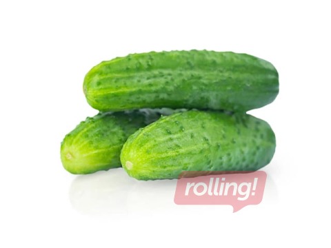 Gurķi, lauka, kastēs, 1.šķira, Polija