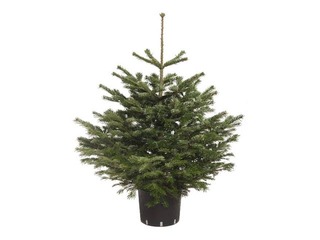 Egle podā Nordmann, Premium kvalitāte, 0.6m